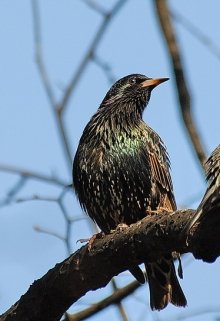 Скворцы читать. Снегирев скворец читать.