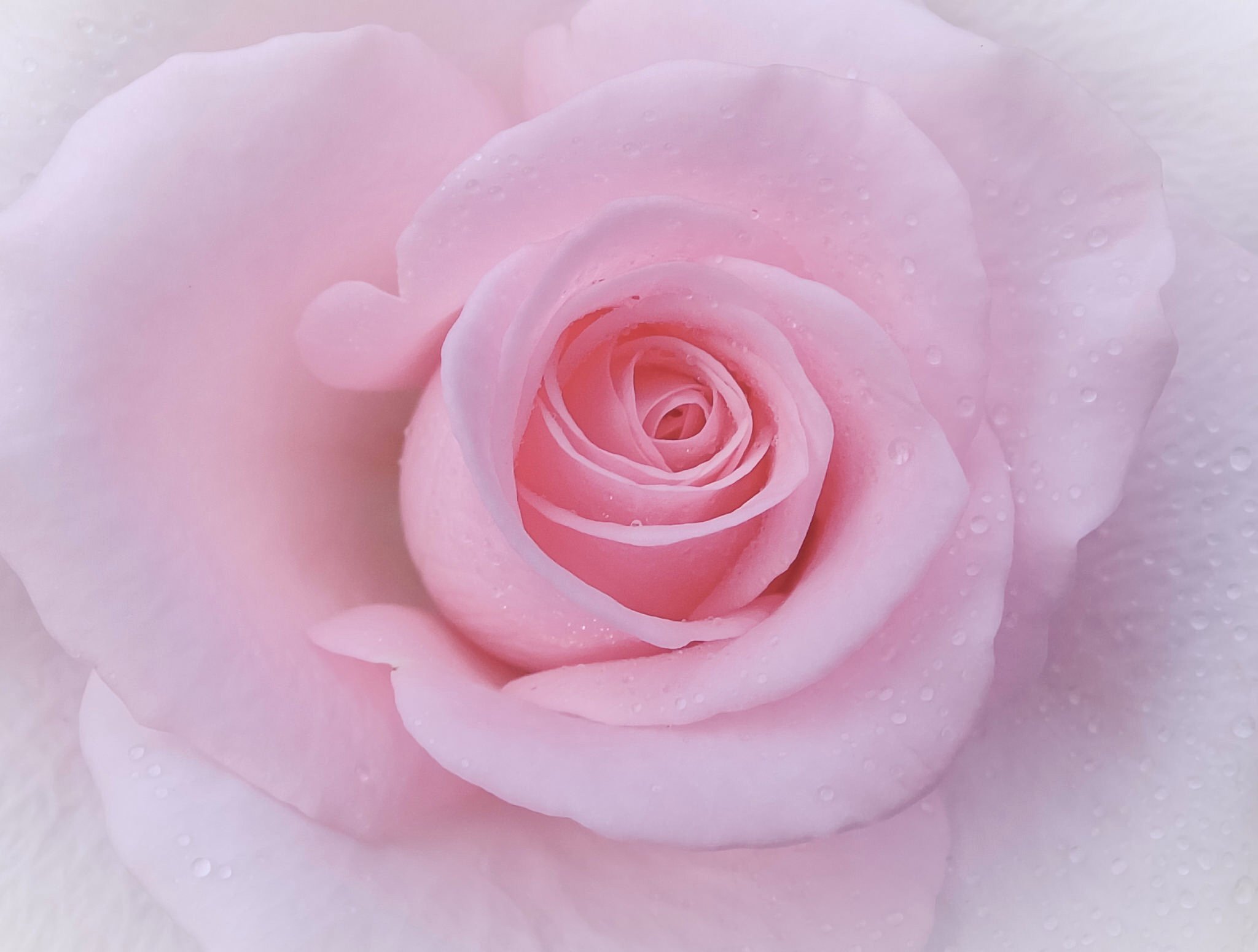 Розовый белый видео. Бледно розовые розы. Светло розовые розы.